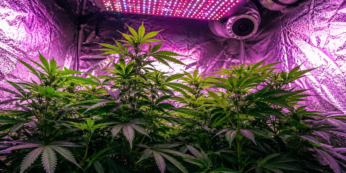 Cannabis Grow Guide