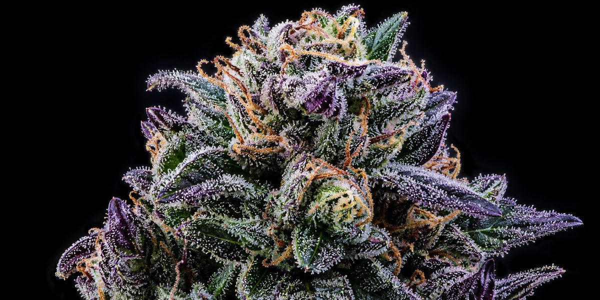 Strain Finder